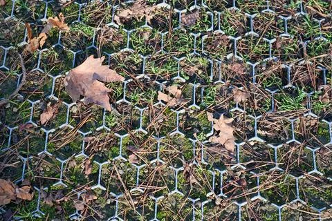 Fallen leaf amid hexagonal plastic mesh and grass Fotos de archivo