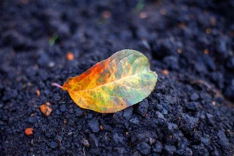 Fallen leaf of an apple tree lying on the ground Stock Photos
