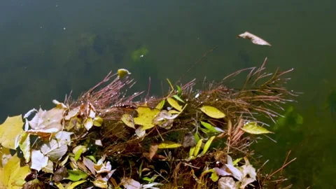 Fallen leaf are floating on the surface of the water. Clear water. Sunny autumn Stock Footage 168703599