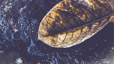 Fallen leaf on asphalt ground after rains. Nature background. seasonal photog Stock Photos