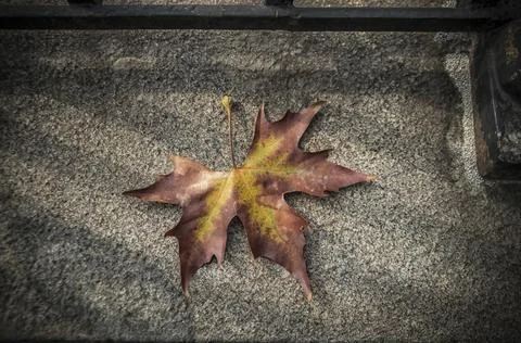 A fallen leaf in autumn Stock Photos