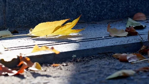 A fallen leaf in the autumn sun Stock Footage 259546580