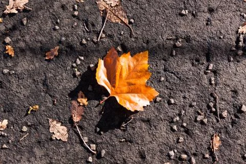 Fallen leaf in autumn on a textured ground Stock Photos
