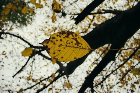 Fallen leaf on the background of the tree Stock Photos