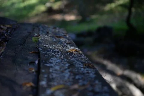 A fallen leaf on a bench in the forest next to the cave Stock Photos