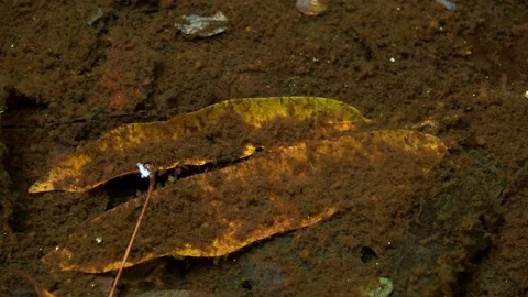 Fallen Leaf Beneath Clear Still Water Background 库存影片 340601107