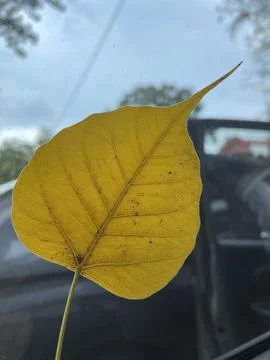 A Fallen Leaf Captured from Inside the Car. Foto stock