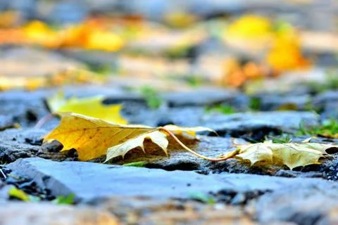 Fallen leaf on a cobblestone road in autumn. Close-up. Stock Photos