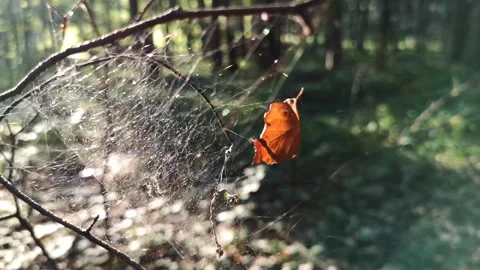 Fallen leaf in a cobweb in the wind Stock Footage 251126829