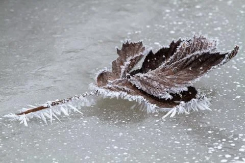 The fallen leaf is covered with frost Stock Photos