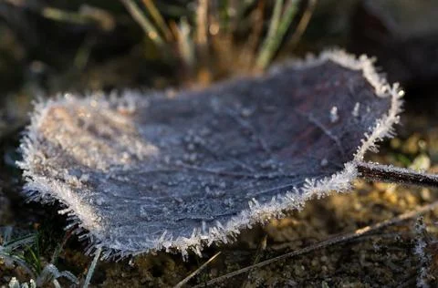 Fallen leaf covered with frost, selective focus Stock Photos