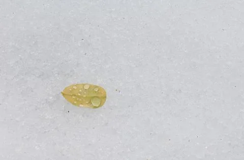 Fallen leaf covered with water drops on frozen ground. Stock Photos