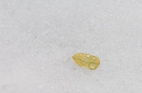 Fallen leaf covered with water drops on frozen ground. Stock Photos