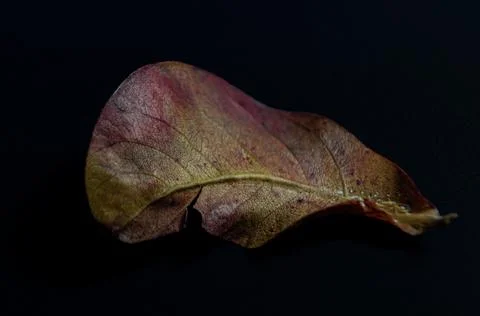 The fallen leaf dries in reddish tones Stock Photos