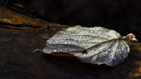Fallen leaf in drops. Autumn leaf close up. Stock Footage 119754419