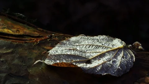 Fallen leaf in drops. Late fall. Stock Footage 119754186