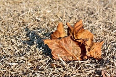 Fallen leaf on dry grass Stock Photos