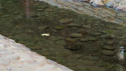 Fallen leaf flowing in small river in autumn Stock Footage 141508112