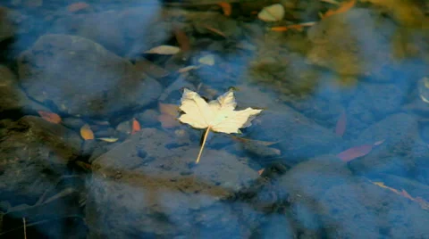 Fallen Leaf Stock Footage