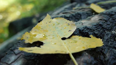 Fallen leaf Video stock 32204188