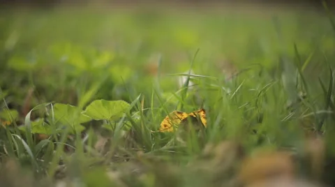 Fallen Leaf Stock Footage 59222132