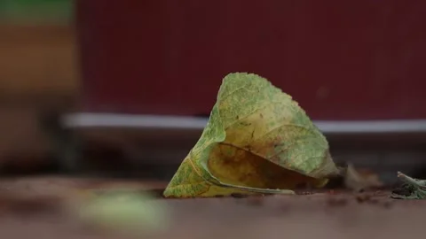 Fallen leaf Stock Footage 159652259