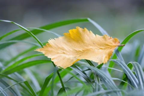 Fallen leaf in the forest grass Stock Photos