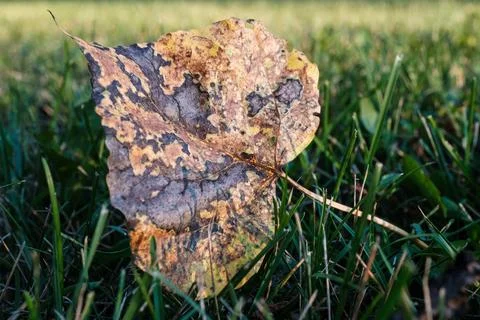 Fallen Leaf in Green Grass at Sunset Nature Scene Fotos de archivo