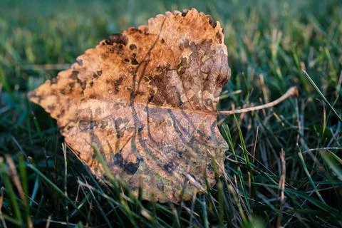 Fallen Leaf in Green Grass at Sunset Nature Scene Fotos de archivo