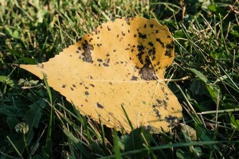 Fallen Leaf in Green Grass at Sunset Nature Scene Fotos de archivo