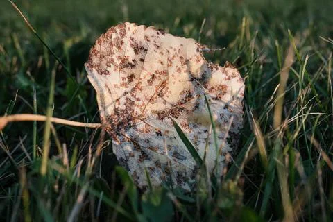 Fallen Leaf in Green Grass at Sunset Nature Scene Fotos de archivo