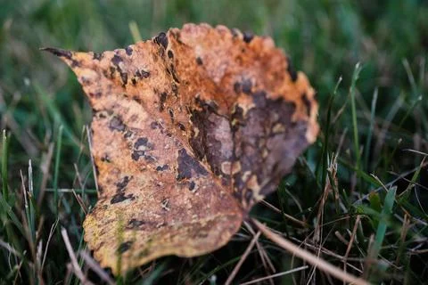 Fallen Leaf in Green Grass at Sunset Nature Scene Fotos de archivo