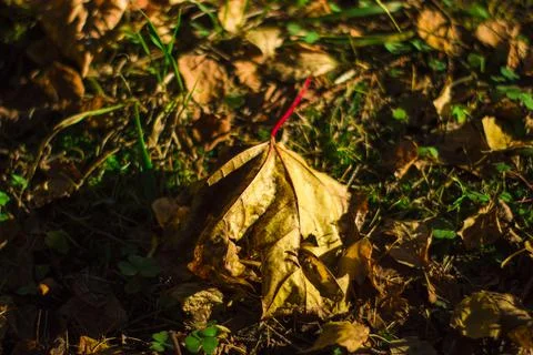 A fallen leaf on the ground in the forest Foto stock
