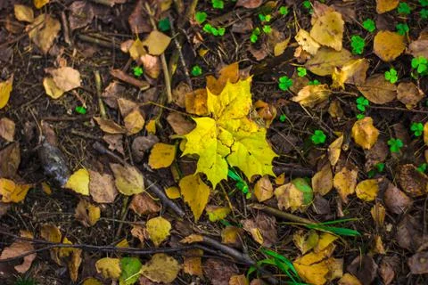 A fallen leaf on the ground in the forest Foto stock