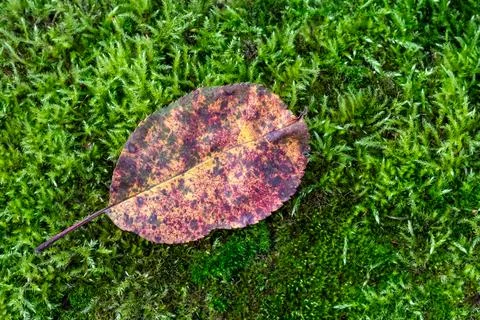 Fallen leaf on the ground, green grass, outdoors. Moss in the forest. Autumn Stock Photos