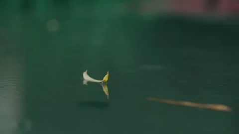 A fallen leaf on the ground in the rain Stock Footage 234053299