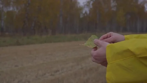 Fallen leaf in hand against the background of autumn landscape 库存影片 80969118