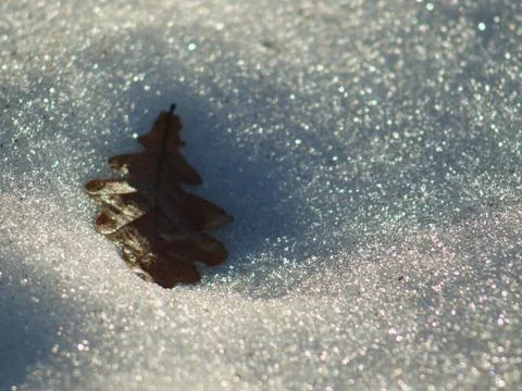 A fallen leaf lies in the snow. Stock Photos