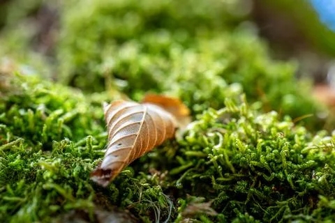 Fallen Leaf on Lush Moss Stock Photos