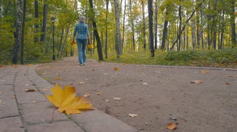 Fallen leaf lying on the road in the park Stock Footage 55302680