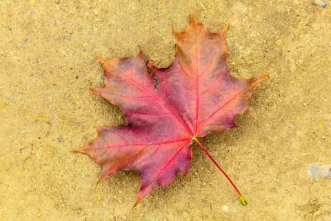 Fallen Leaf of Maple on Ground Foto stock