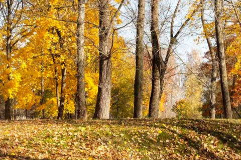 Fallen leaf maple Stock Photos