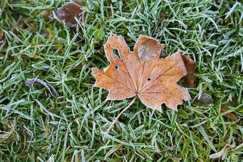 Fallen leaf of maple tree on the grass covered with frost Stock Photos