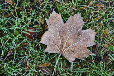 Fallen leaf of maple tree on the grass covered with frost Stock Photos