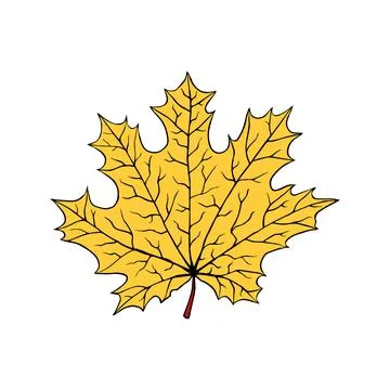A fallen leaf of a maple tree. Vector illustration in cartoon style Ilustración de archivo