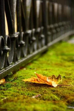 Fallen leaf on moss Stock Photos