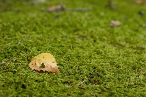 Fallen leaf on the moss Stock Photos