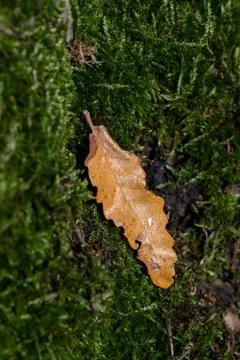 Fallen Leaf, Mossy Ground Cover Stock Photos