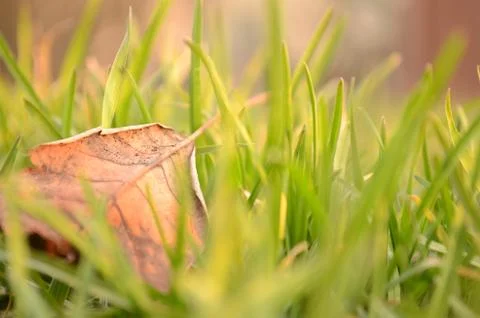 Fallen leaf in natural grass left Stock Photos