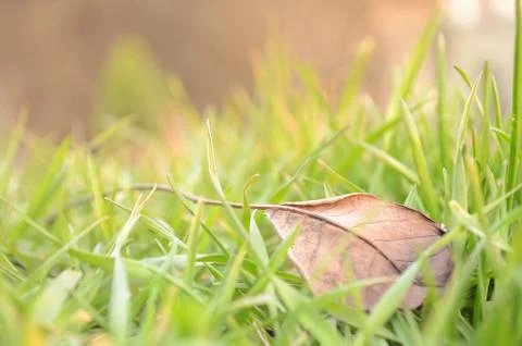 Fallen leaf in natural grass right Stock Photos